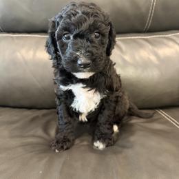 Bernedoodle, Goldendoodle, and Poodle Puppies from Gentle Paw Goldendoodles