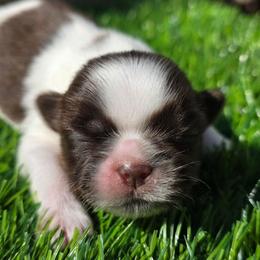 Brittany - Chocolate female Shih Tzu puppy in Brighton, Missouri from Morningstar's Shih Tzu