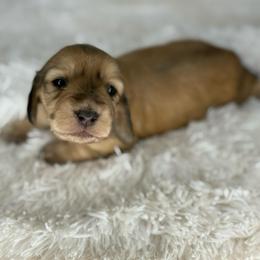 Maya - Cream female Dachshund puppy in Goodyear, Arizona from D&C Royal Dachshunds LLC