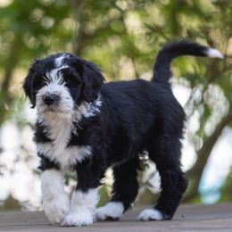 Paprika - Black Sheepadoodle puppy in Charleston & Kershaw, South Carolina from Atlas Harrold-Moore Sheepadoodles, LLC   (AHMS)
