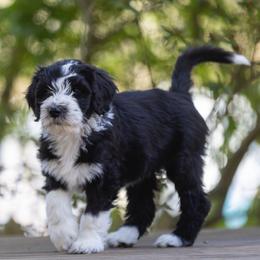 Paprika - Black Sheepadoodle puppy in Charleston & Kershaw, South Carolina from Atlas Harrold-Moore Sheepadoodles, LLC   (AHMS)