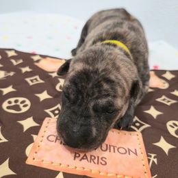 Jays - Brindle male Vietnamese Phu Quoc Ridgeback puppy in Palmdale, California from Vietnamese Phu Quoc Ridgeback Dogs of Southern California