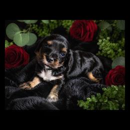 Zinnia(now assigned with violet) - Black and tan female Cavapoo puppy in Battle Lake, Minnesota from Panda Puppies