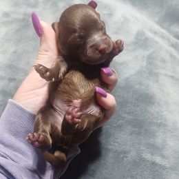 Toddles - Brown male Shihpoo puppy in Delphos, Ohio from Route 66 Poodles & Doodles, Sapphire Shih-tzu's of Ohio