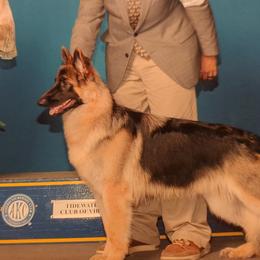 Ellie - German Shepherd