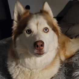 Siberian Huskies from Into the Mystic Siberian Huskies