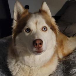Siberian Huskies from Into the Mystic Siberian Huskies