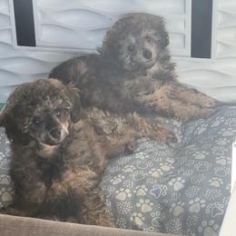 Frankincense aka Frankie - Phantom male Poodle puppy in Anderson, South Carolina from Stephanie’s Signature Poodles inspired by Sherry Lynn LLC