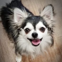 Nanook - Chihuahua