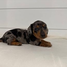 Wilma - Dapple female Dachshund puppy in Callahan, Florida from Little Foot Kennels