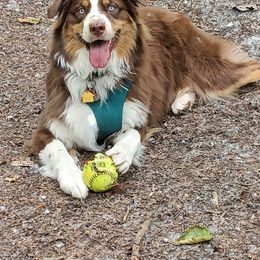 Australian Shepherd All Grown Up from Majestic Skyes Aussies