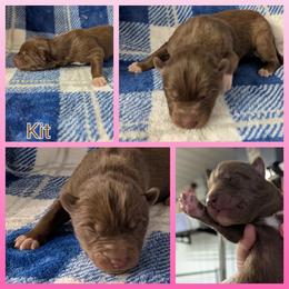 Kit - Red and white female Siberian Husky puppy in Coshocton, Ohio from Wyant Farms