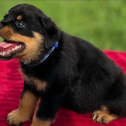 Male 1 - Black and mahogany male Rottweiler puppy in Live Oak, Florida from K&R RANCH KENNELS