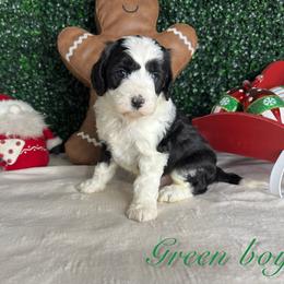 Green boy - Black and white male Bernedoodle puppy in Modesto, California from Two Doods Doodles