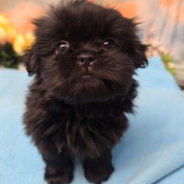 Sophie - Black female Shih Tzu puppy in Green Bay, Wisconsin from Kim's Shih Tzus