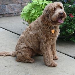 Australian Labradoodle Puppies from Windsor Creek Labradoodles