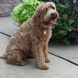Australian Labradoodle Puppies from Windsor Creek Labradoodles