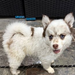 Rose - White female Pomsky puppy in Midlothian, Texas from Pomsky Life ETC