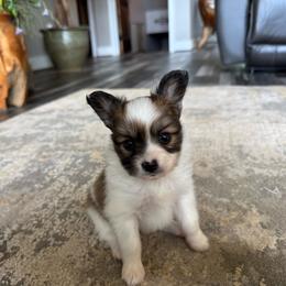 Lucie's white and sable boy 1 - White and sable male Papillon puppy in Shirley, Arkansas from Lucky Pups