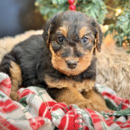 Red Collared Female - female Airedale Terrier puppy in Marshallville, Ohio from Anne's Pups