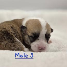 Cherry Bomb - Red male Pembroke Welsh Corgi puppy in Powhatan, Virginia from Ranch Hand Corgis