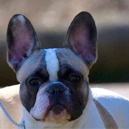 Dyna - French Bulldog