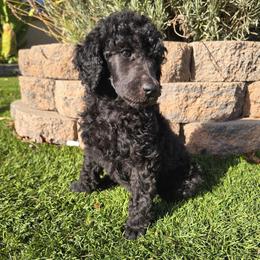 Chloe - Blue female Poodle puppy in Roseville, California from Aura & Luxe Poodles