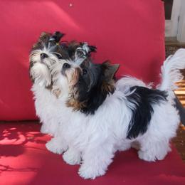 Biewer Terrier Puppies from Butterfly Biewers