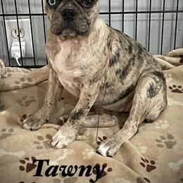 Tawny fawn merle Frug - Fawn female Pug puppy in Hesperia, California from Amatskennel - Stubby Tails Ranch