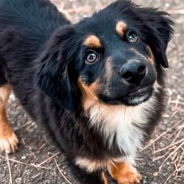 Wave - Miniature Australian Shepherd puppy from Whiskeytown Aussies