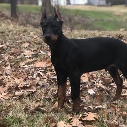 Doberman Pinscher and Labrador Retriever Puppies from Mississippi K9 Kennel