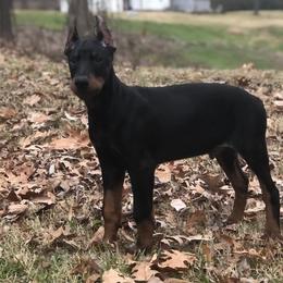 Doberman Pinscher and Labrador Retriever Puppies from Mississippi K9 Kennel
