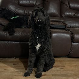 Bronco - Labradoodle