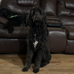 Bronco - Labradoodle