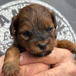 Harlow - Chocolate sable female Havapoo puppy in Loveland, Colorado from Littledoodles2love