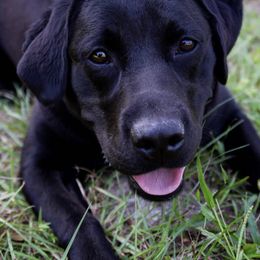 Labrador Retrievers from Potomac Labradors