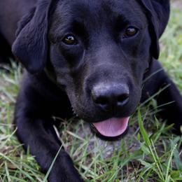 Labrador Retrievers from Potomac Labradors