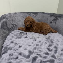 Goldendoodle and Maltipoo Puppies from Prairie Paws
