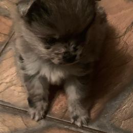 Boy 1 - Blue merle male Pomeranian puppy in Gotha, Florida from Jazzi’s Poms