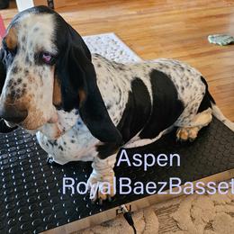 Aspen - Basset Hound