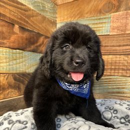 Sharpie - Black female Newfoundland puppy in Tully, New York from Bear Paw Newfoundlands