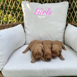 Golden Retriever Puppies from Clover Creek Goldens