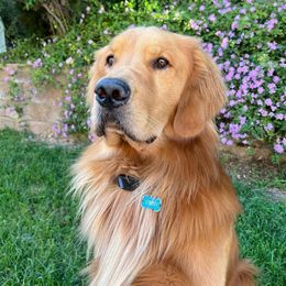 Goldendoodles from Helix Hills Goldendoodles