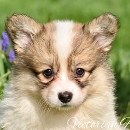 Peach - Red female Pembroke Welsh Corgi puppy in East Canton, Ohio from Victorian Farms