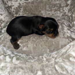 Boy 3 - Black and tan male Yorkshire Terrier puppy in Livermore, California from Ruben & Tatiana’s Yorkshire Terriers