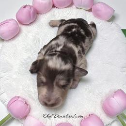Star - Chocolate and cream female Dachshund puppy in Oklahoma City, Oklahoma from OkieDoxieland Dachshunds