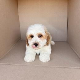 Mike - Yellow and white male Bernedoodle puppy in Peoria, Arizona from Wroth's Pawsibilities