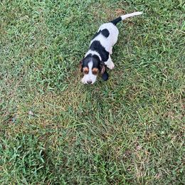 Basset Hound Puppies from Synbella's Charming Basset's