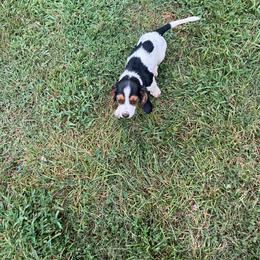 Basset Hound Puppies from Synbella's Charming Basset's