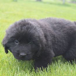 Taz - Black male Newfoundland puppy in Brundidge, Alabama from Grinnell Newfoundland